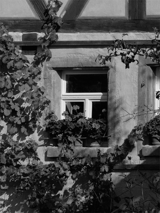 black and white photo of old-style cottage window surrounded by garden plants