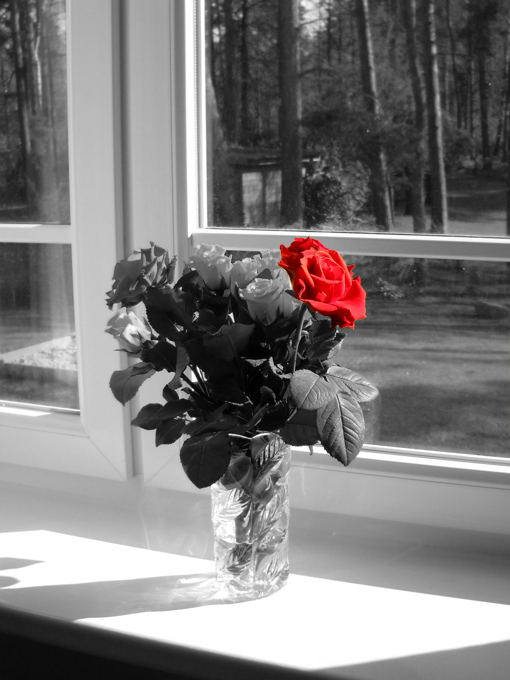 same black and white photo with red color added to just one rose